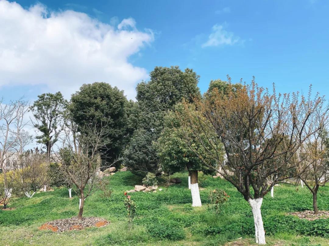 風(fēng)景這邊獨好！東大環(huán)境美景一覽，請查收