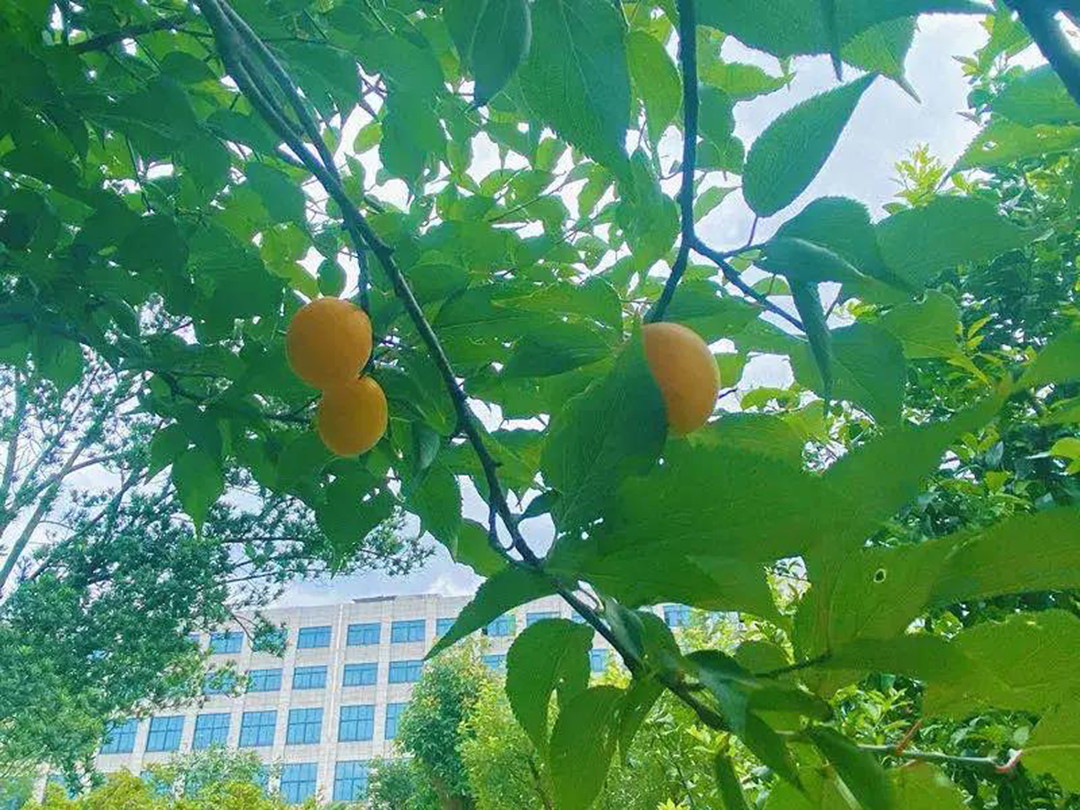 風(fēng)景這邊獨好！東大環(huán)境美景一覽，請查收