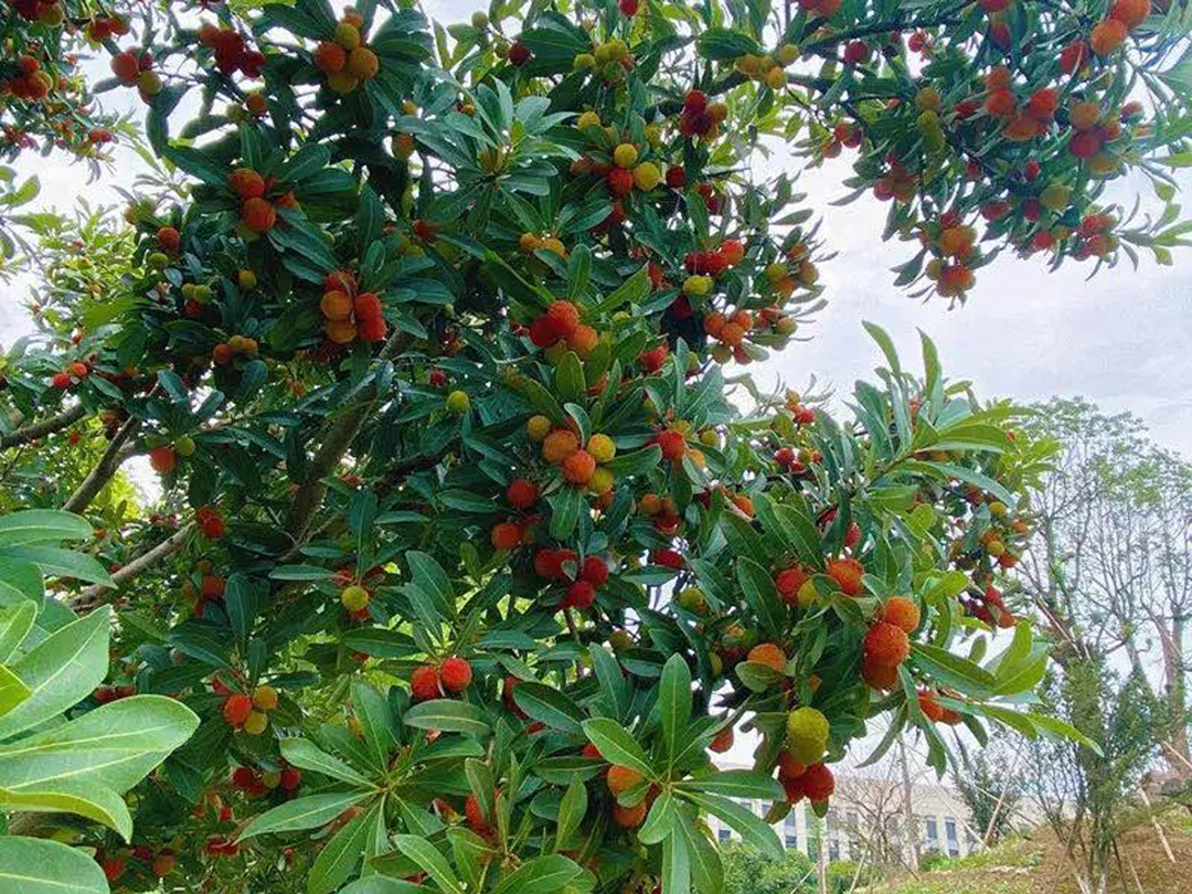 風(fēng)景這邊獨好！東大環(huán)境美景一覽，請查收