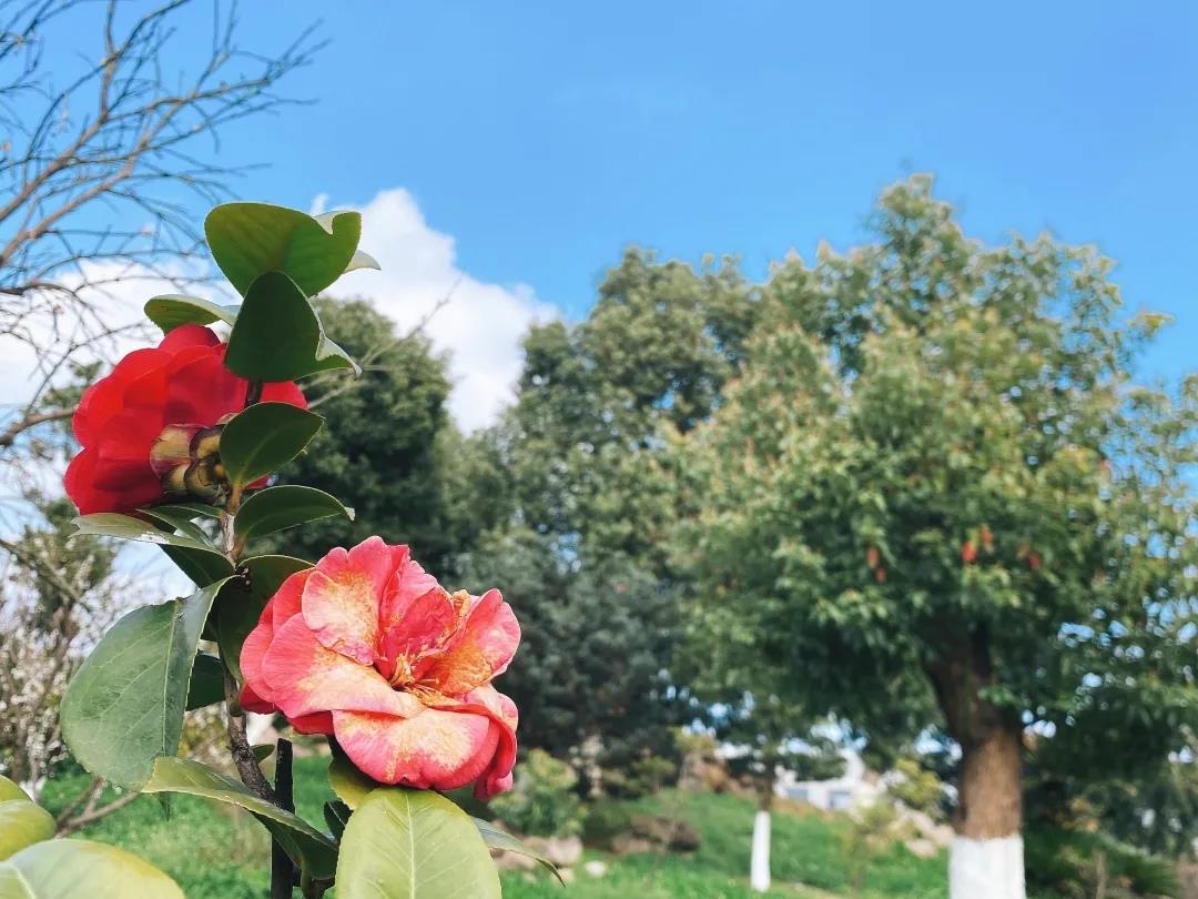 風(fēng)景這邊獨好！東大環(huán)境美景一覽，請查收