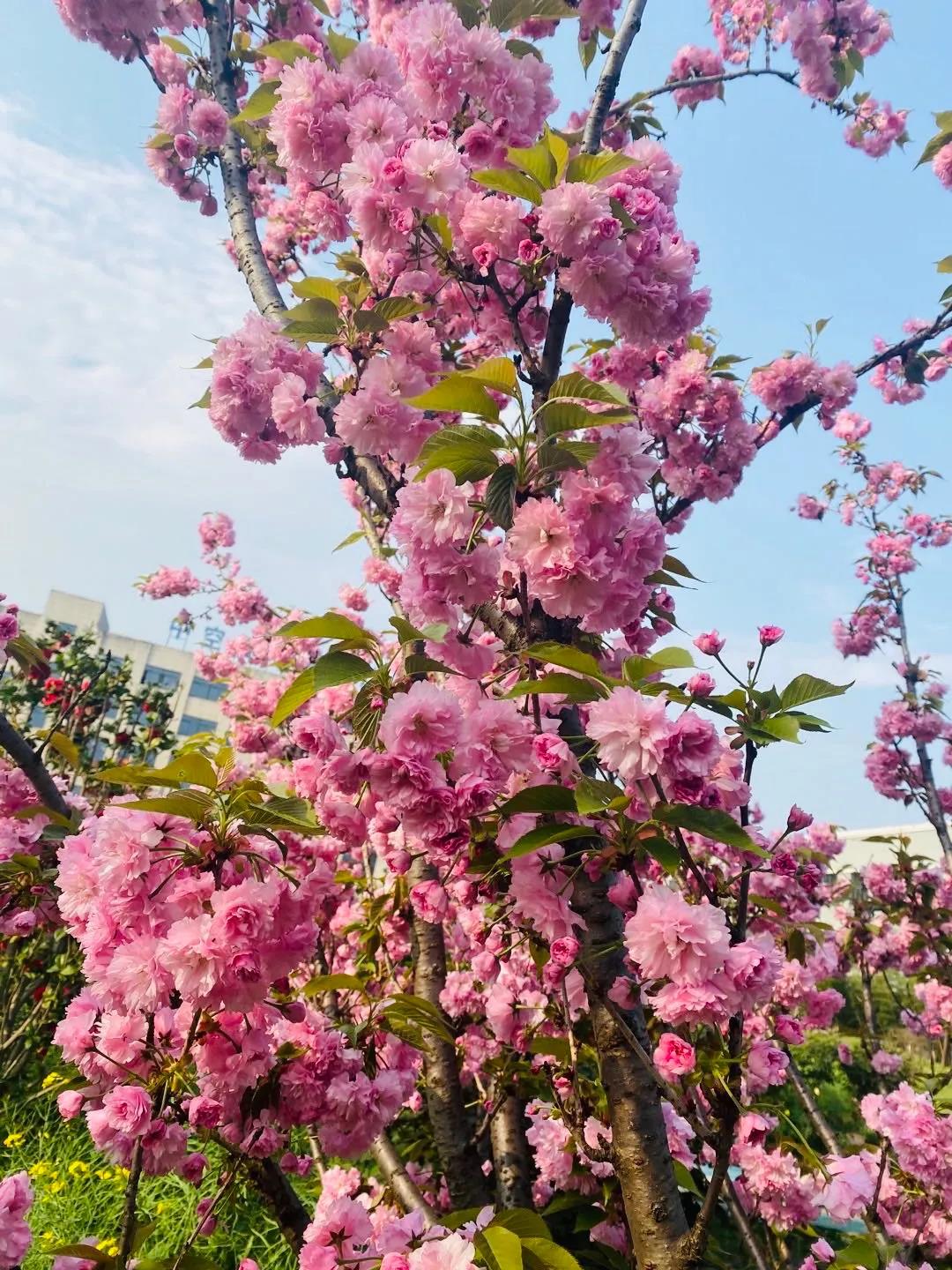 風(fēng)景這邊獨好！東大環(huán)境美景一覽，請查收